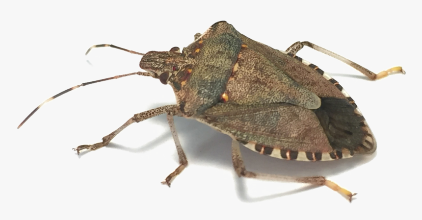 Stink Bug Png Image Background - Brown Bug Transparent Background, Png Download, Free Download