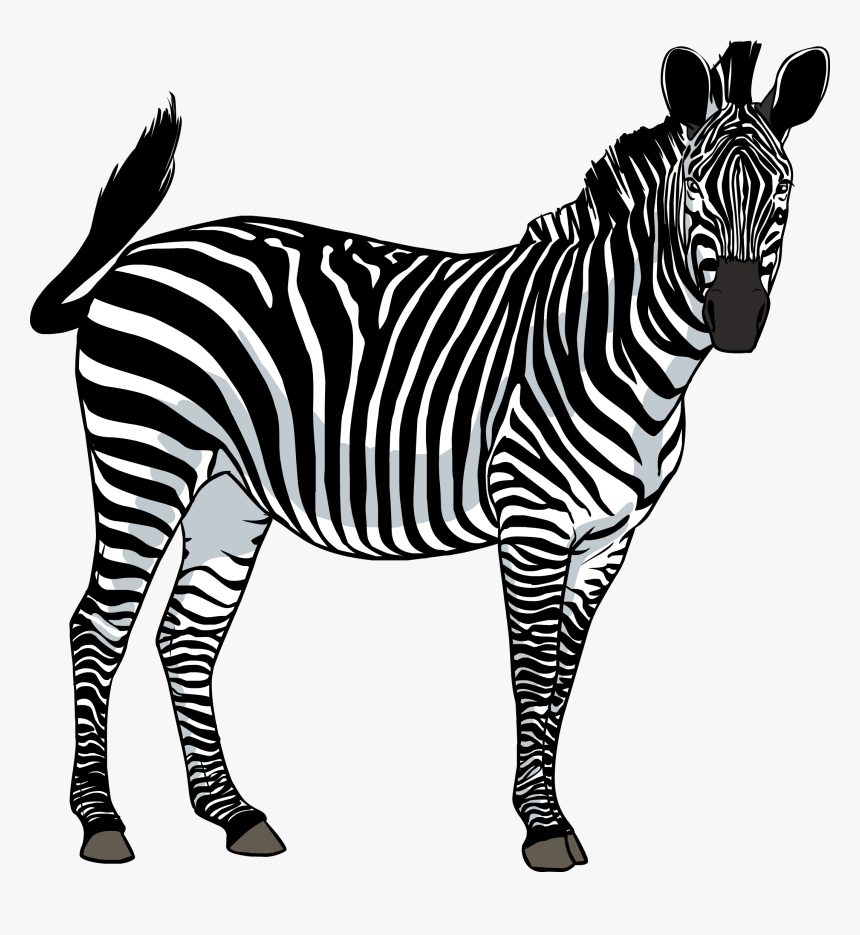 Zebra Png, Transparent Png, Free Download