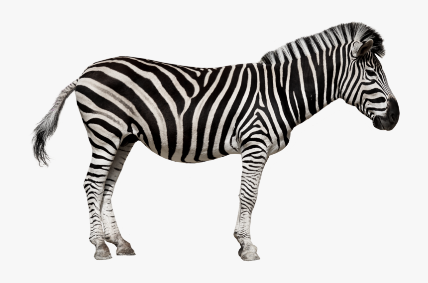 70 700956 Zebra In French Hd Png Download 