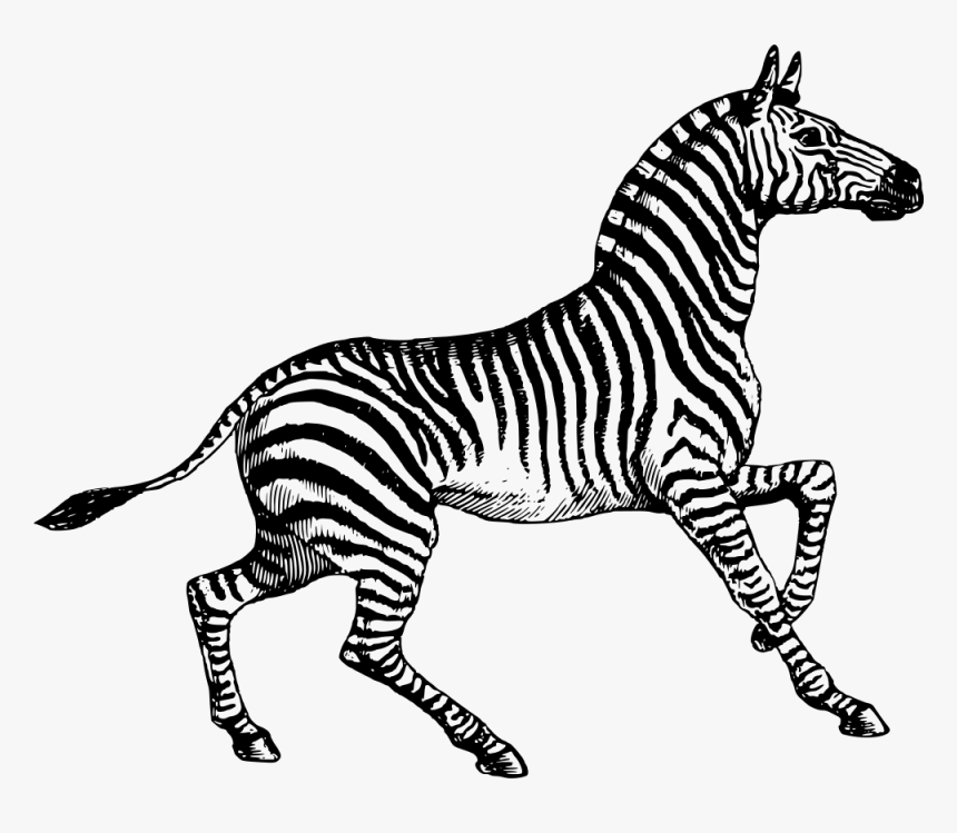 Zebra Drawing, HD Png Download, Free Download