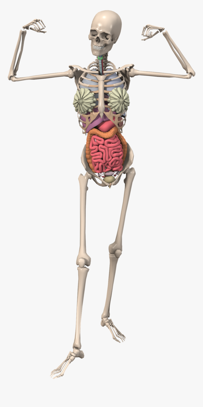 Skeleton Anatomy Female Free Picture - Skeleton Png, Transparent Png, Free Download