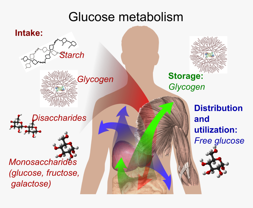 Glucose Metabolism - Metabolism Process In Human Body, HD Png Download, Free Download