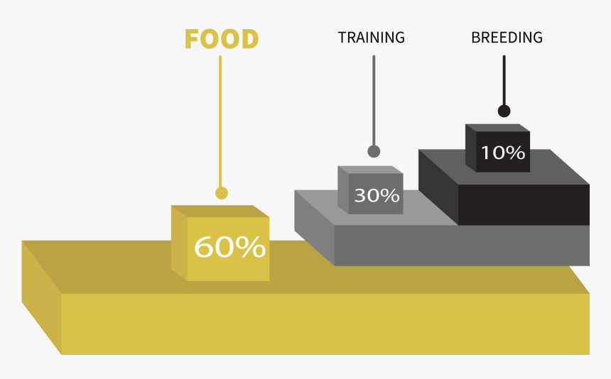 Graph Of Food, Training And Breeding Importance - Graphic Design, HD Png Download, Free Download