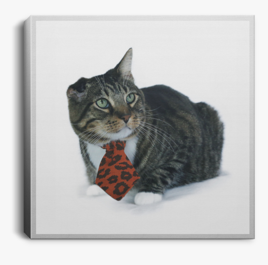 The Klaus Square Canvas - Tabby Cat, HD Png Download, Free Download