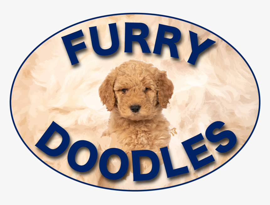 Labradoodle, HD Png Download, Free Download