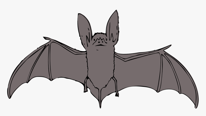 Gray Bat Clipart, HD Png Download, Free Download