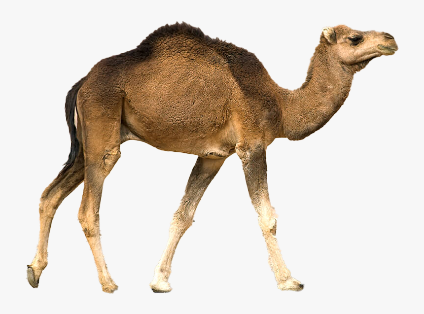 Desert Animal In Rajasthan, HD Png Download, Free Download