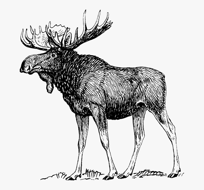 Moose Black And White, HD Png Download, Free Download