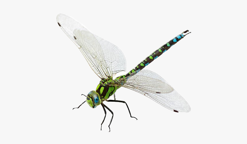 Dragonfly Png Transparent Image Libellule Detouree Png Download Kindpng