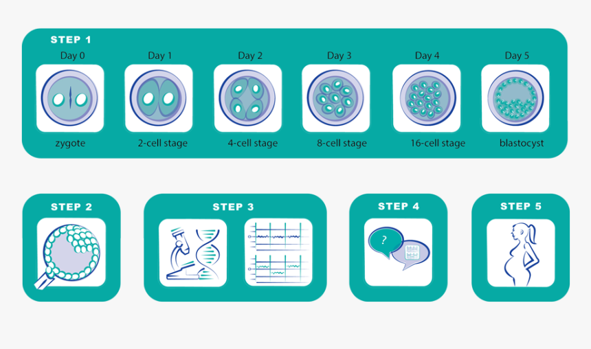 Transparent Sperm Png - Ivf And Pgt Process, Png Download, Free Download