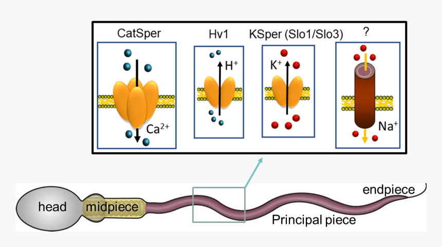 Ion Channels Of The Sperm Cell Open In Response To, HD Png Download, Free Download