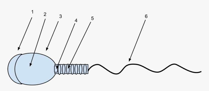 Diagram, HD Png Download, Free Download