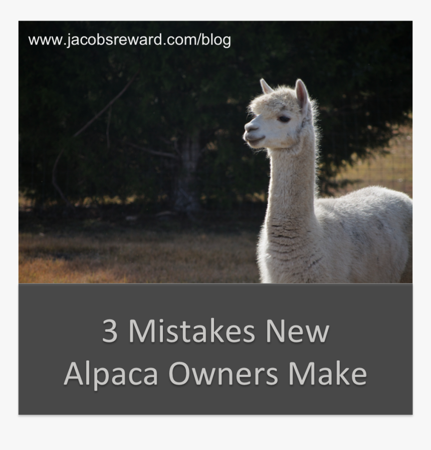 Alpacas Are Dangerous, HD Png Download, Free Download