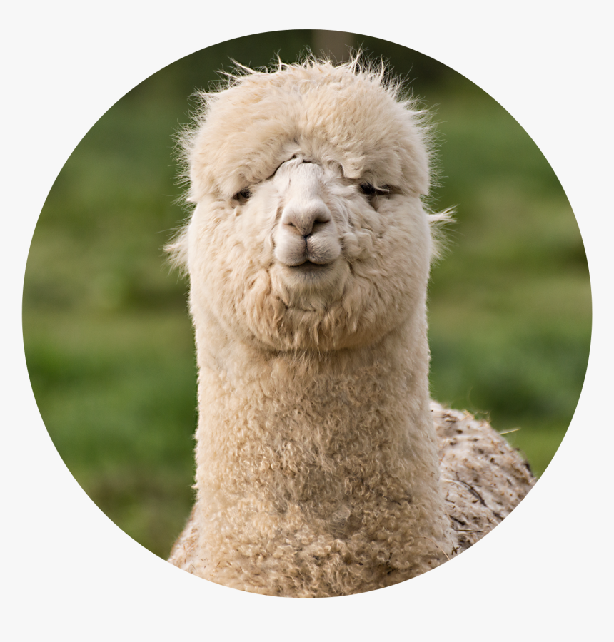 Tori The Alpaca - Alpaca, HD Png Download, Free Download