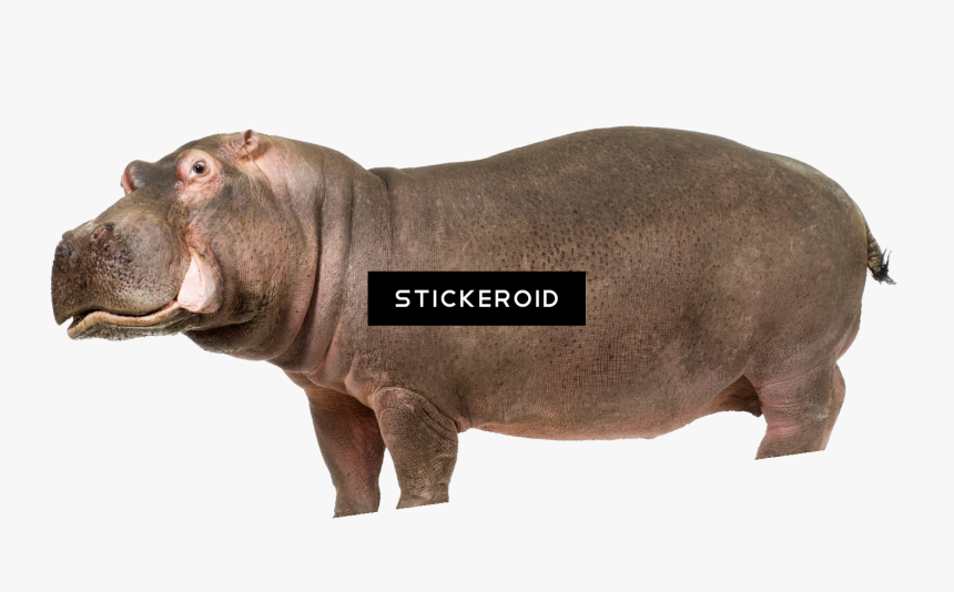 Hippo , Png Download - Hippo Transparent Background, Png Download, Free Download