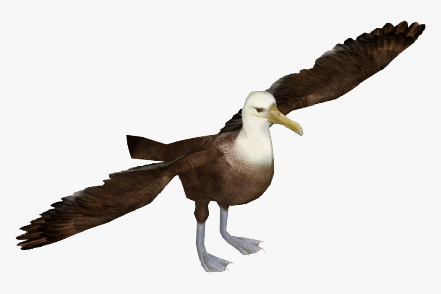 Transparent Dove Png Transparent Background - Albatrosses, Png Download, Free Download