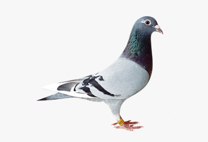 Pigeon Png, Transparent Png, Free Download