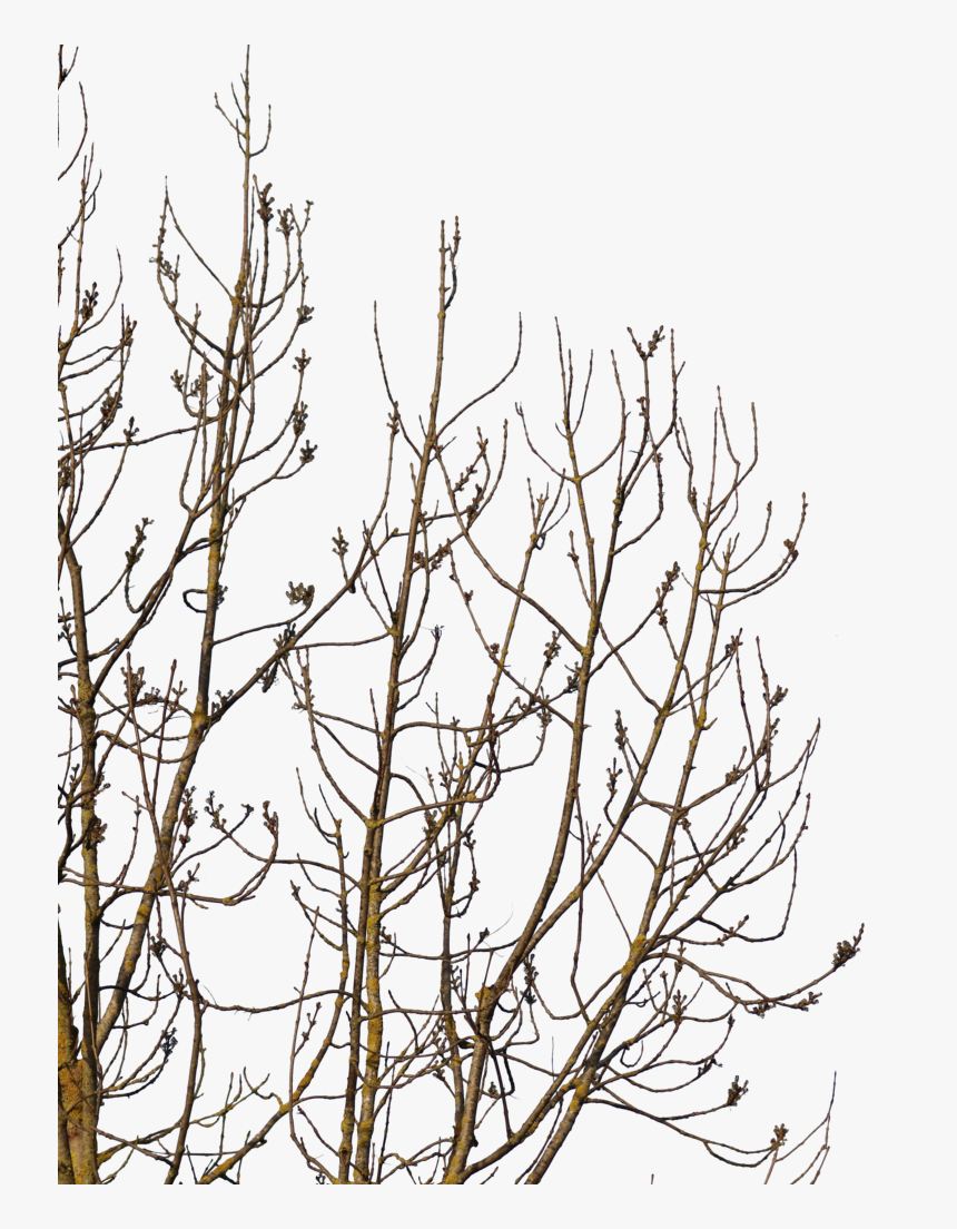 Twig, HD Png Download, Free Download