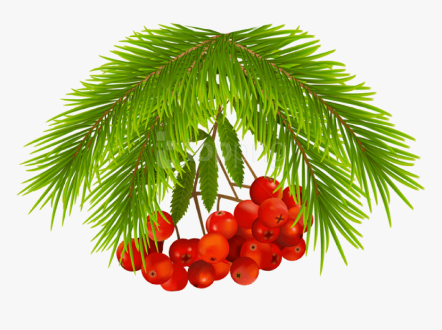 Free Png Christmas Holly Berries Png Images Transparent, Png Download, Free Download