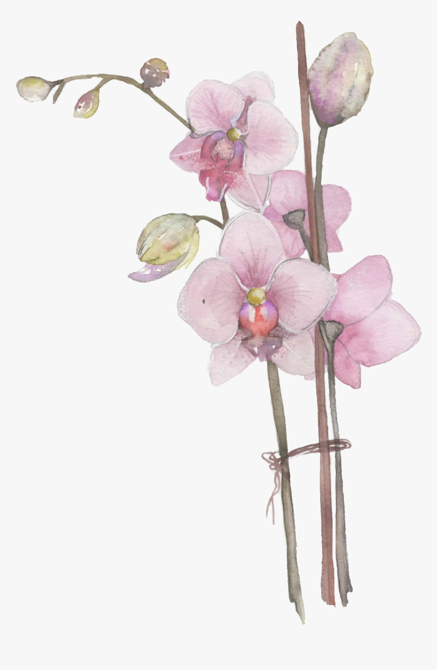 Orchid 2, HD Png Download, Free Download