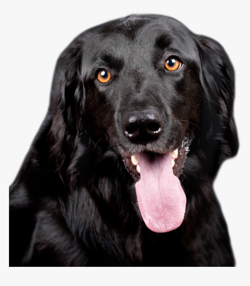 Black Dog Png Image, Transparent Png, Free Download