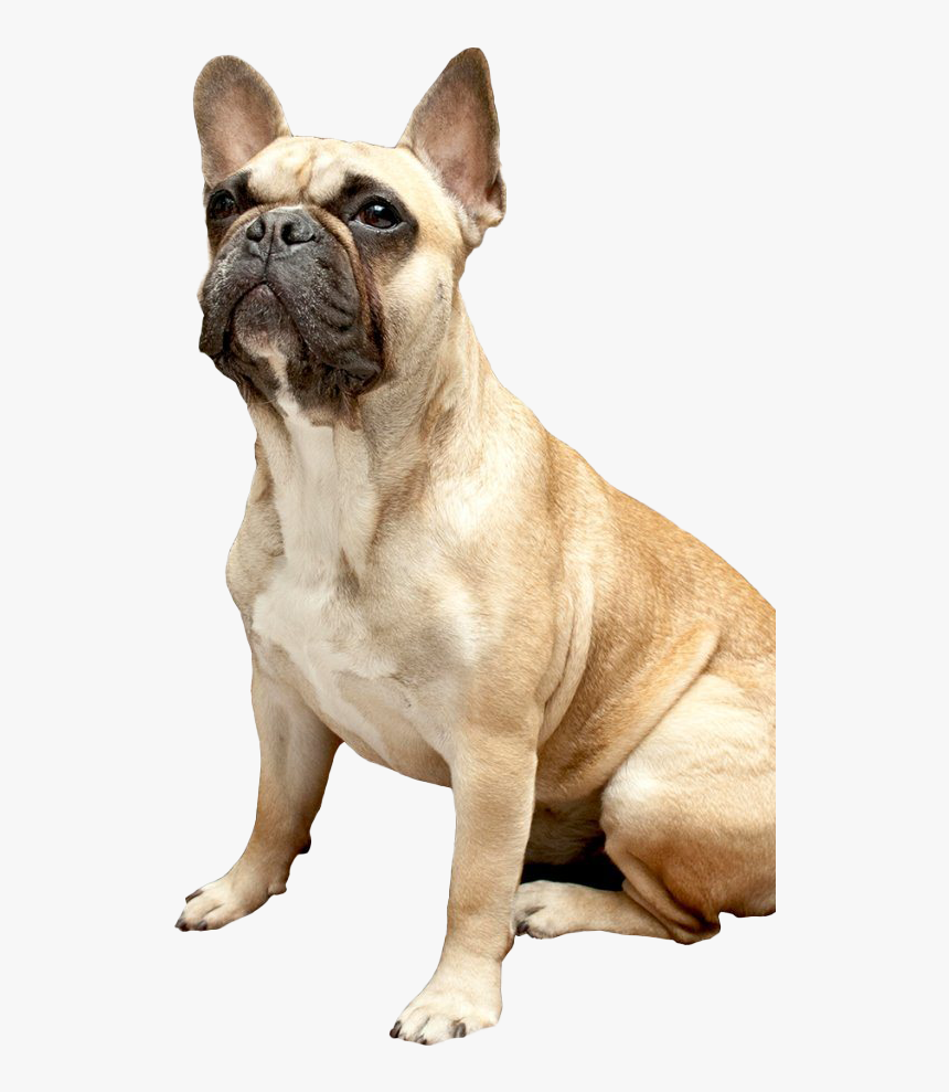 French Bulldog Png - French Bulldog Old English Bulldog, Transparent Png, Free Download