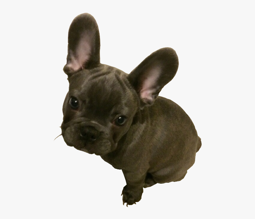 French Bulldog, HD Png Download, Free Download