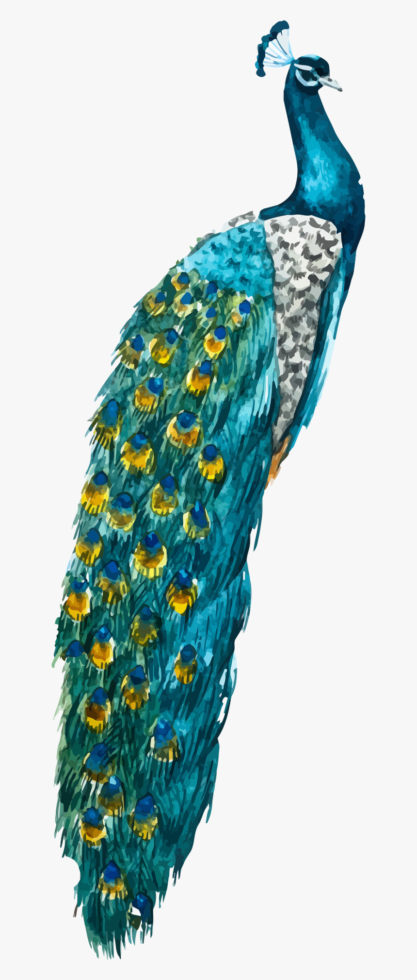 Peafowl, HD Png Download, Free Download
