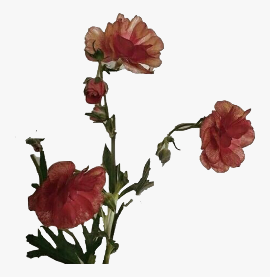 Aesthetic Flower Art Png Photos - Flower Aesthetic Png Transparent, Png Download, Free Download