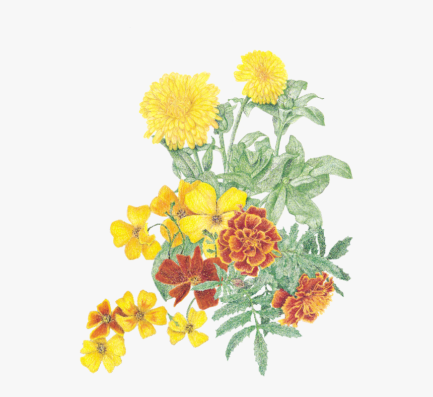 Transparent Marigolds Clipart - Tagetes Patula, HD Png Download, Free Download