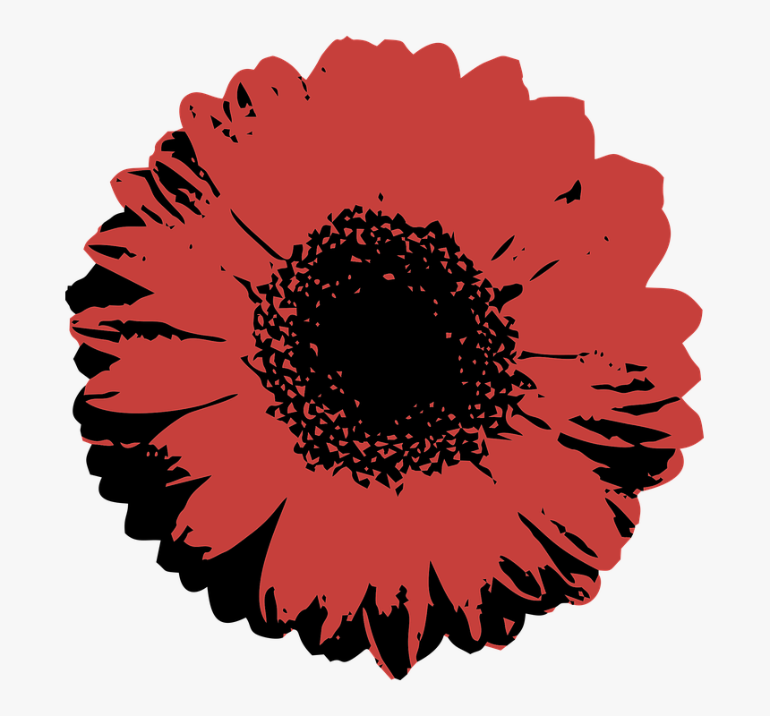 Barberton Daisy, HD Png Download, Free Download