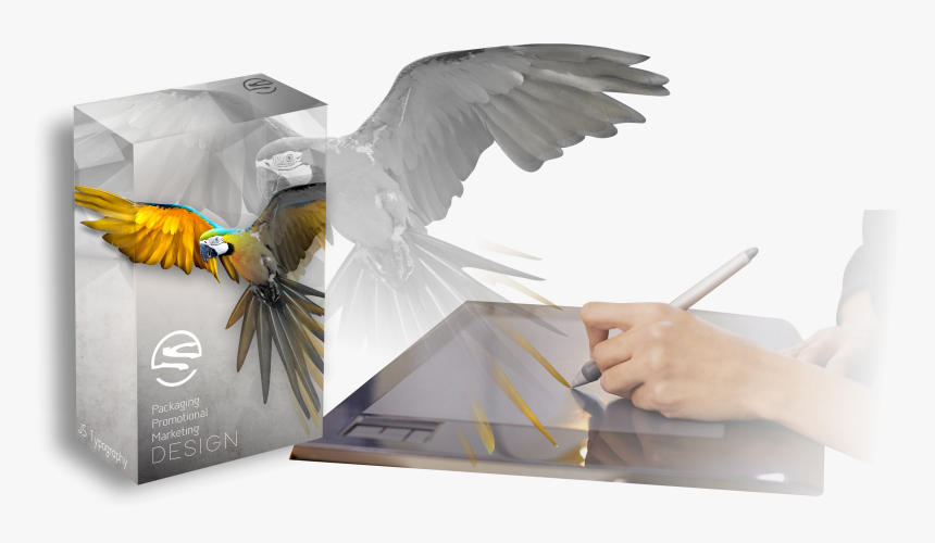 Graphic-designers - Falconiformes, HD Png Download, Free Download