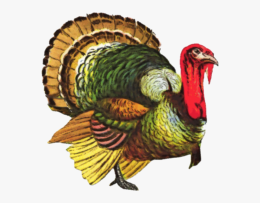 Turkey Png File - Gobbler Png, Transparent Png, Free Download