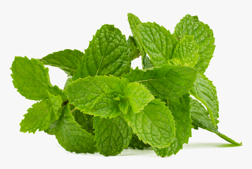 Mint Leaves Png, Transparent Png, Free Download