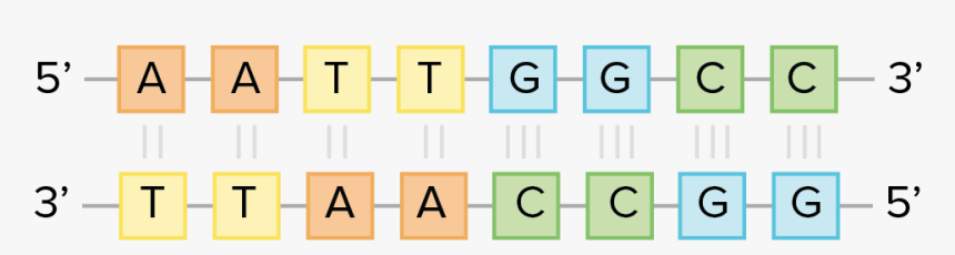 Dna Complementary Base Pairing HD Png Download Kindpng