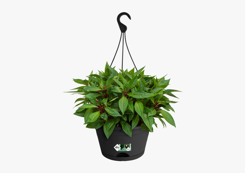 Transparent Hanging Plant Png, Png Download - kindpng