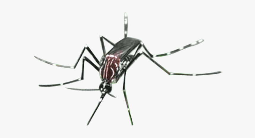 Mosquito Png Transparent Images - Citronella Oil Sri Lanka, Png Download, Free Download