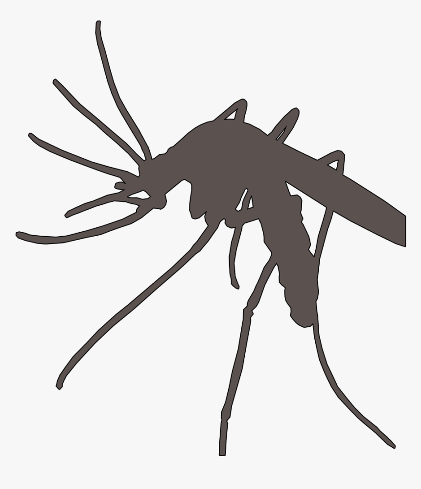 Plasmodium Vector Anopheles Mosquito - Malaria Mosquito Png, Transparent Png, Free Download