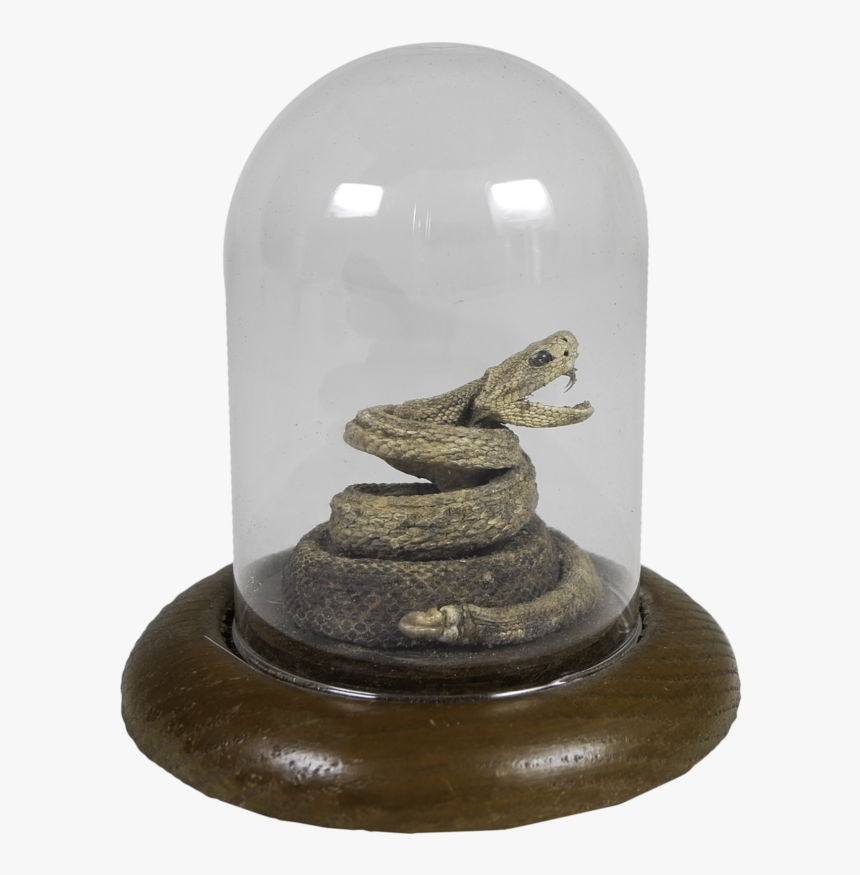 Small Rattlesnake In Glass Casing , Png Download - Serpent, Transparent Png, Free Download