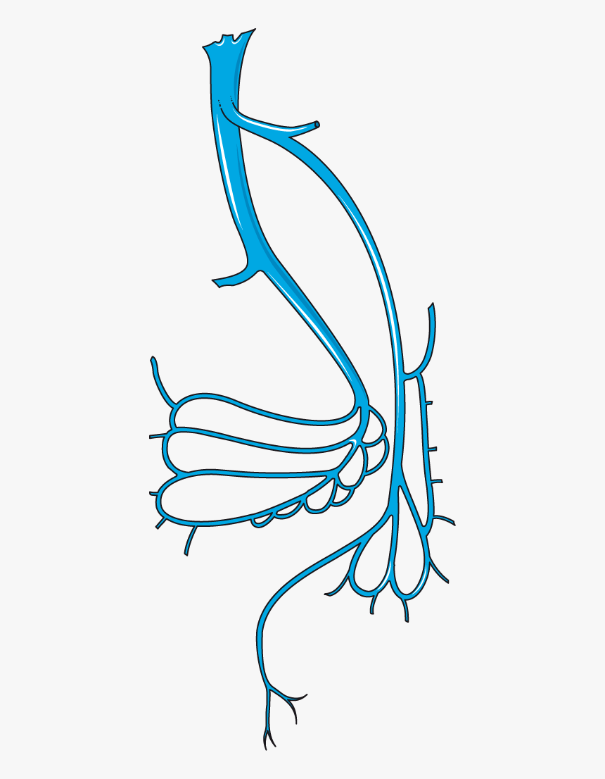 Transparent Veins Clipart - Servier Art Medical Veins, HD Png Download, Free Download