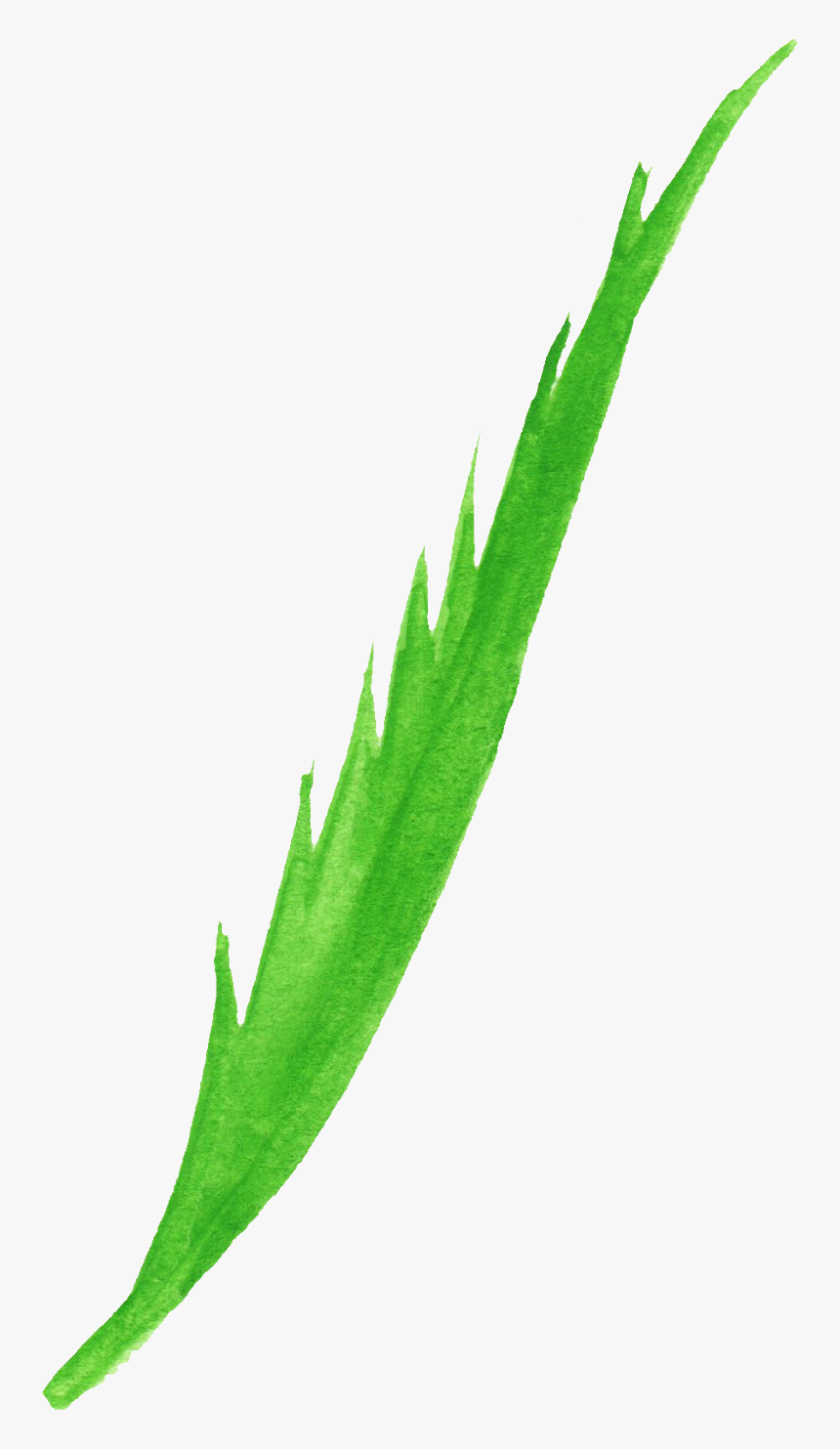 Agave , Png Download - Illustration, Transparent Png, Free Download