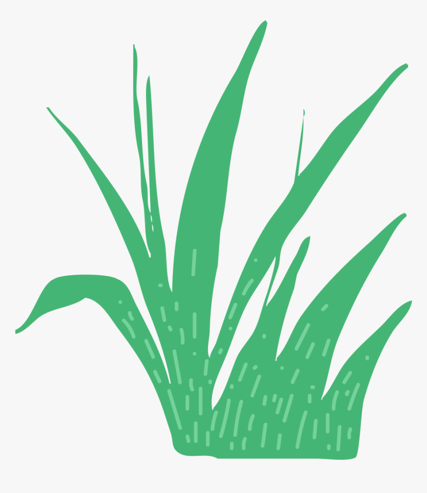 This Is A Sticker Of Grass - Agave Azul, HD Png Download, Free Download