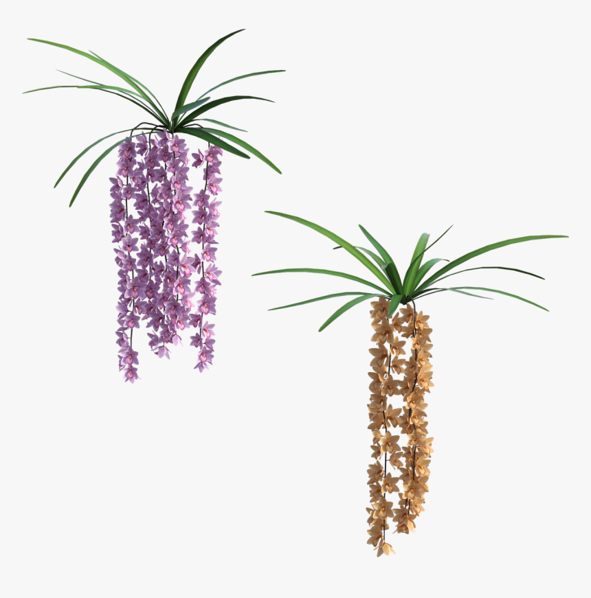 Houseplant, HD Png Download, Free Download