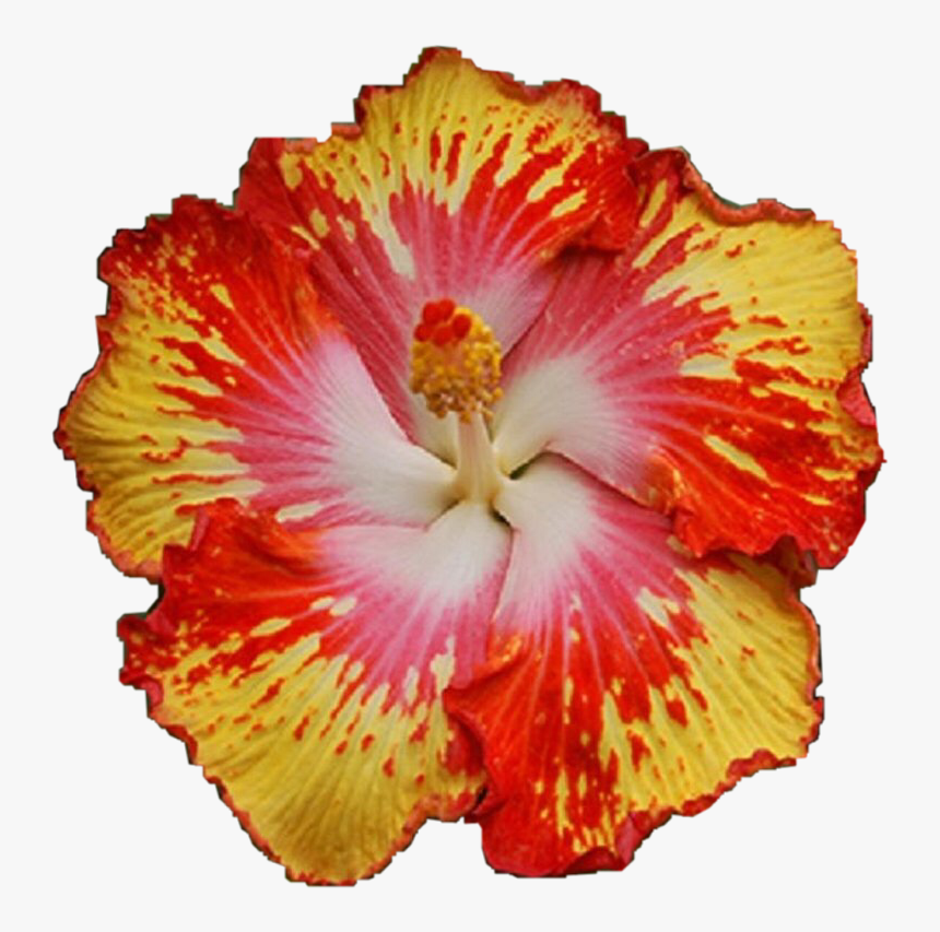 #flower #hawaiian #tropical #flowers #hibisscus #freetoedit, HD Png Download, Free Download