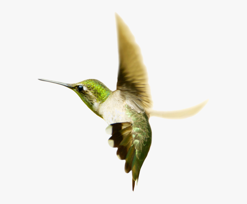 Hummingbird Png Transparent Images - Hummingbirds, Png Download, Free Download