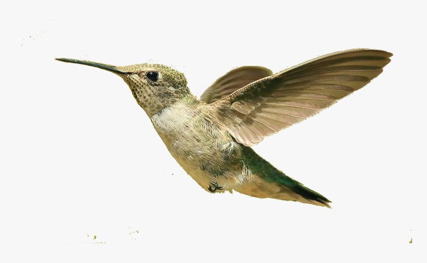 Hummingbird Png, Download Png Image With Transparent - Small Bird Flying Png, Png Download, Free Download