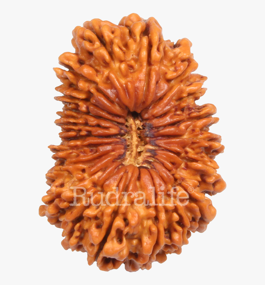 Twenty Mukhi Rudraksha Rudraksha - Sandwich Cookies, HD Png Download, Free Download