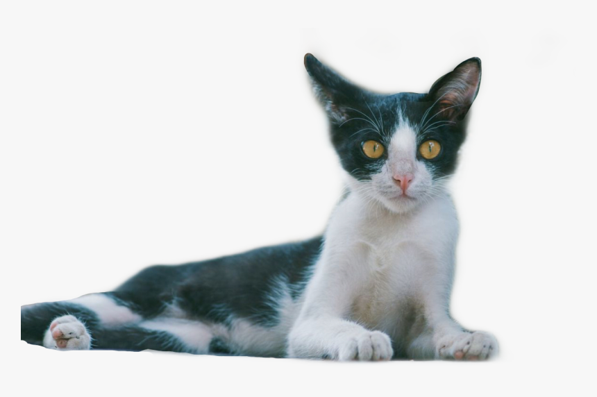 #cat #png #shocked #kitten #freetoedit - Domestic Short-haired Cat, Transparent Png, Free Download