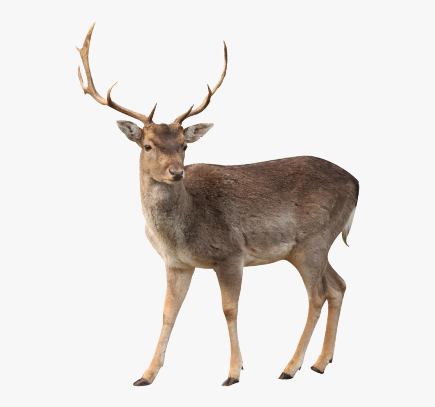 Elk Png Free Image Download - Elk Png, Transparent Png, Free Download