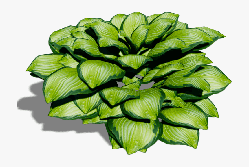 Transparent Hosta Png - Flower, Png Download, Free Download